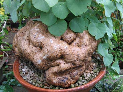 Củ bình vôi chữa gout được không? Bạn hỏi chuyên gia trả lời