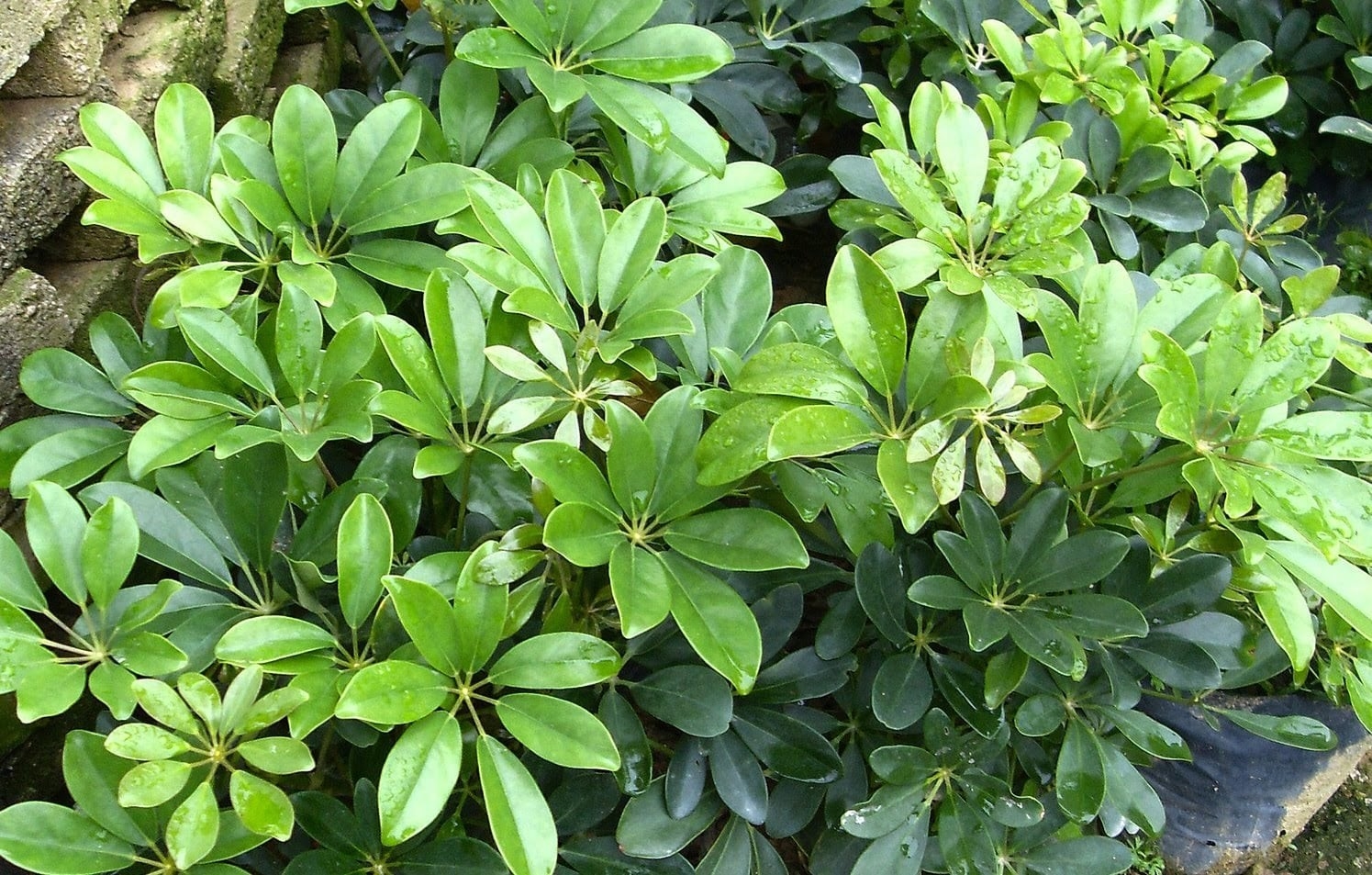 Chữa gút bằng ngũ gia bì