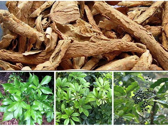 Chữa gút bằng ngũ gia bì