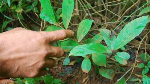 Chữa gút bằng cây Tơm trơng