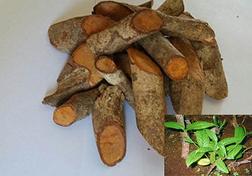 Chữa gút bằng cây Tơm trơng